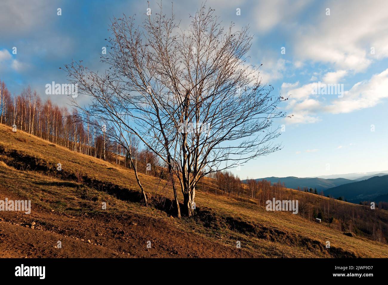 Einsamer Baum am Hang des Makovitsa Berges am Abend in der Nähe von Yaremche Prykarpattia Ukraine Stockfoto