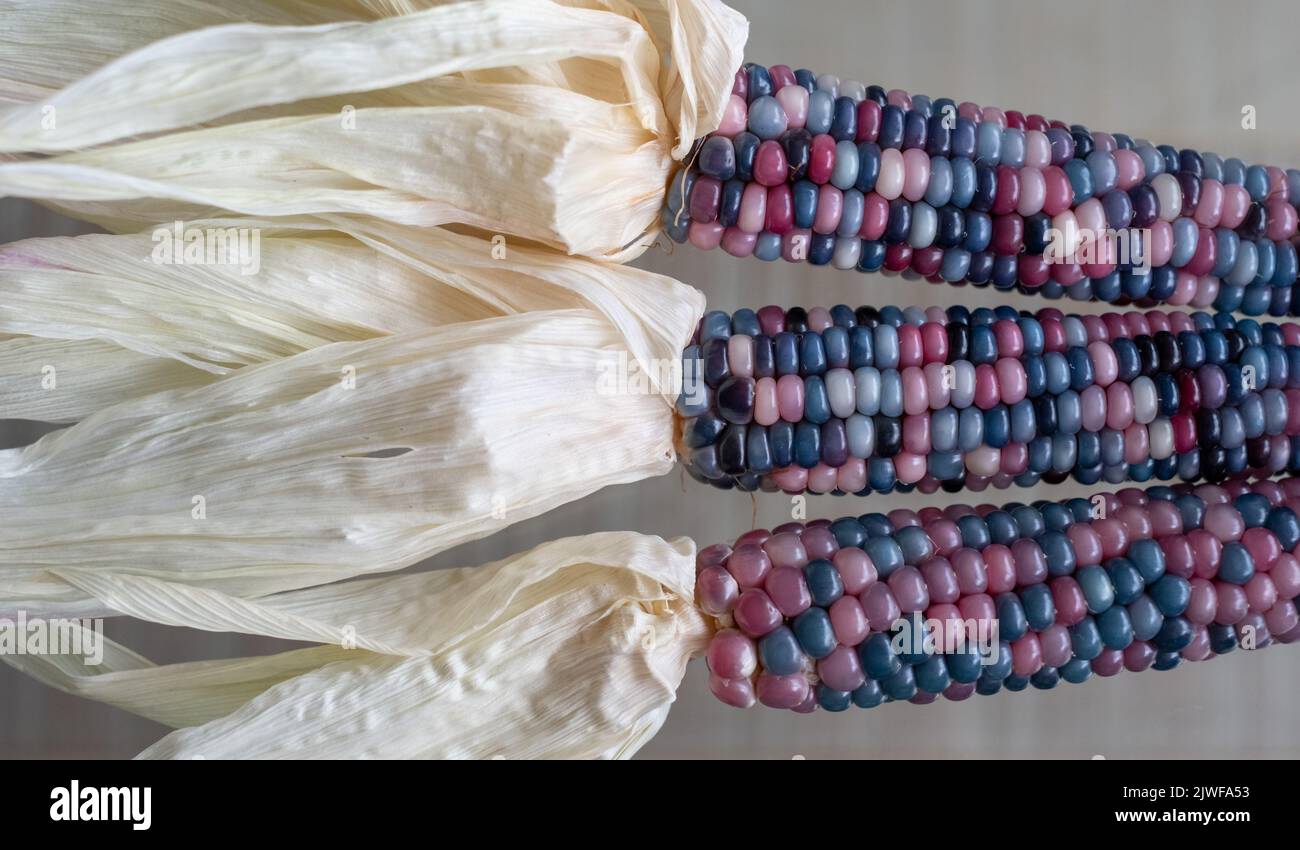 Zea Mays Maiskolben aus Edelglas mit leuchtend regenbogenfarbenen Körnern, die in einem Stadtgarten in London, Großbritannien, angebaut werden. Stockfoto