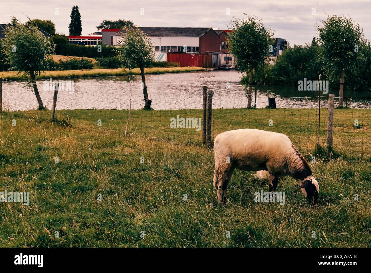 Leben in einer ruhigen Stadt, De Lier, Juni 2019 Stockfoto