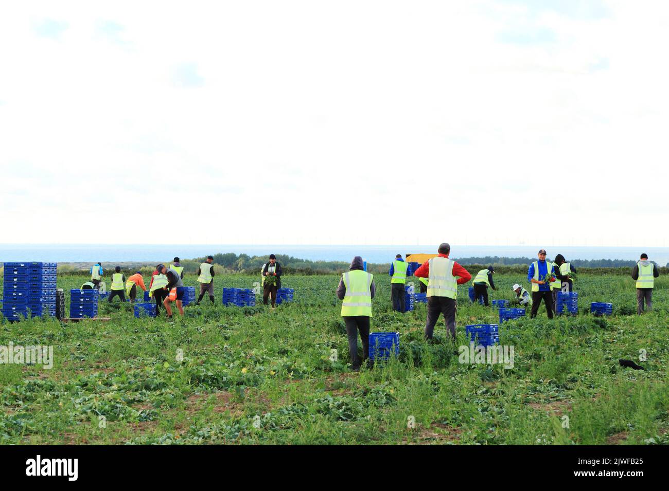 Immigranten, Landarbeiter, Arbeiter, Ernte, Spargelernte, Norfolk, England, Großbritannien Stockfoto