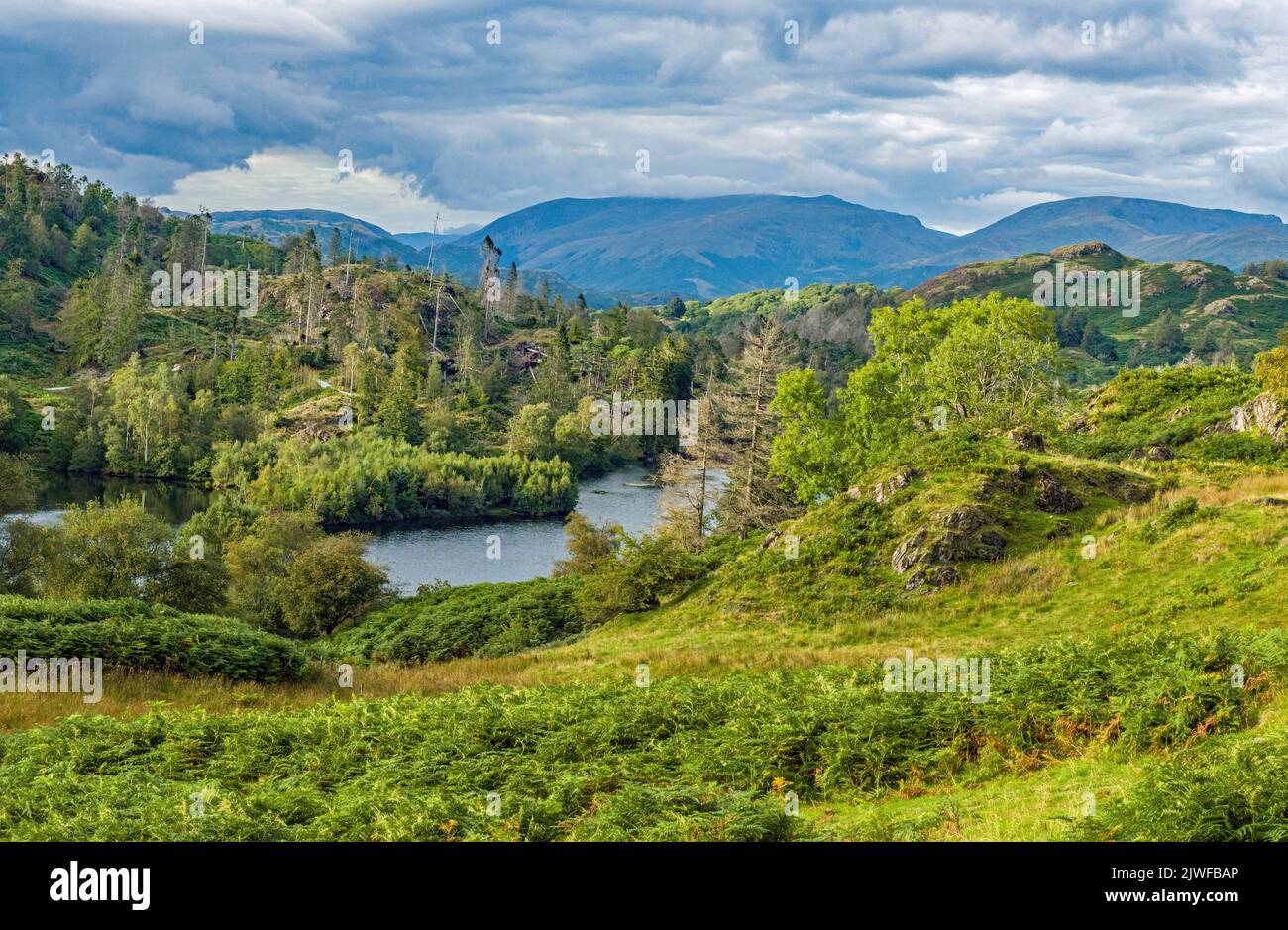 Tarn Hows von oben im Lake District National Park Cumbria Stockfoto