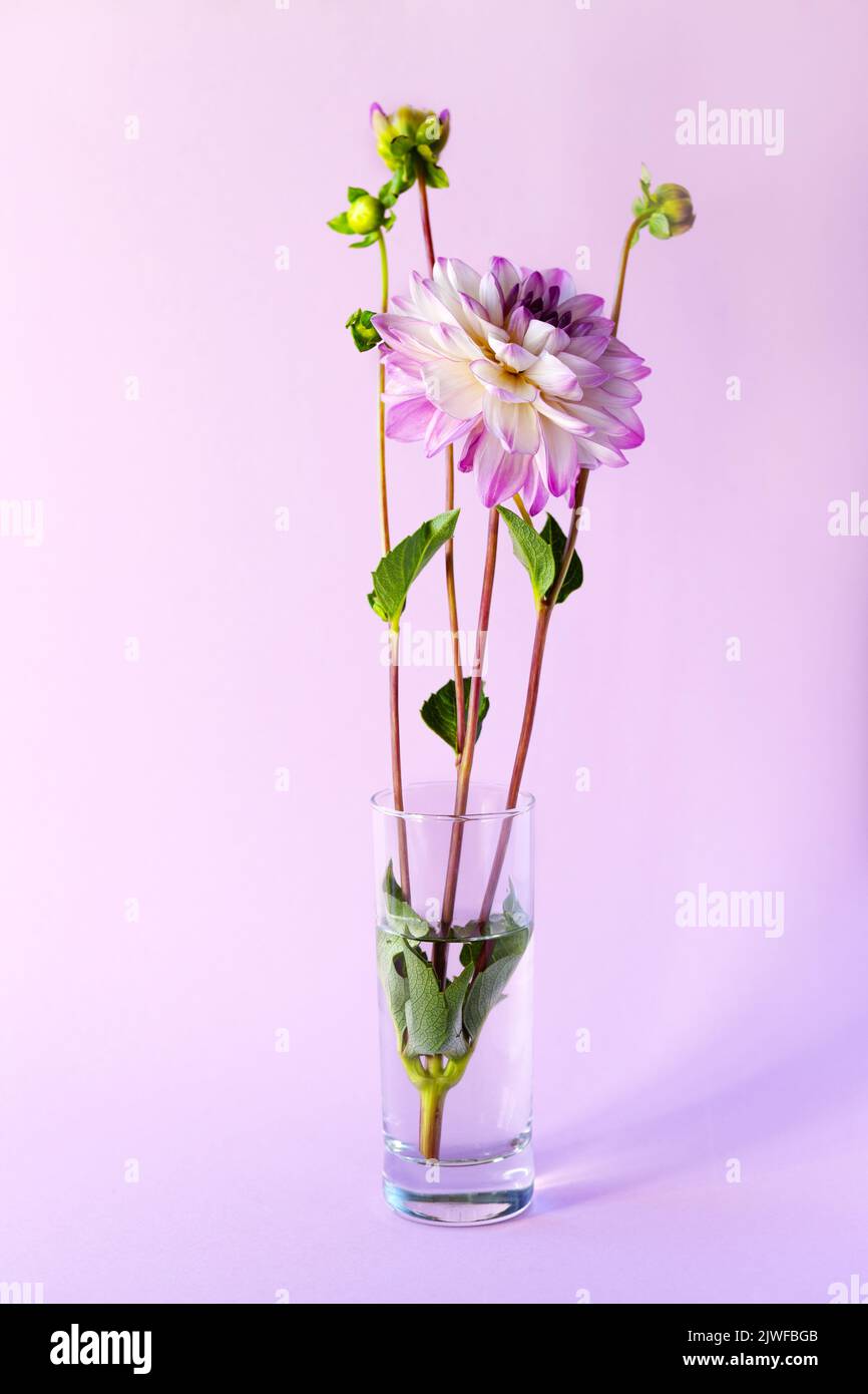 Lila Dahlia Blume in einer transparenten Vase auf einem violetten Hintergrund Stockfoto