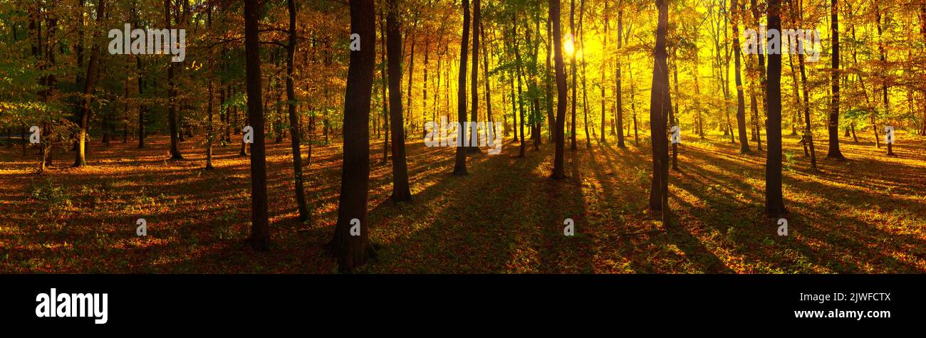 Herbstlandschaft im Panorama-Format. Ein Wald von hellen warmen Farben mit der Morgensonne, die durch die Fawn- und Orangenblätter scheint. Stockfoto
