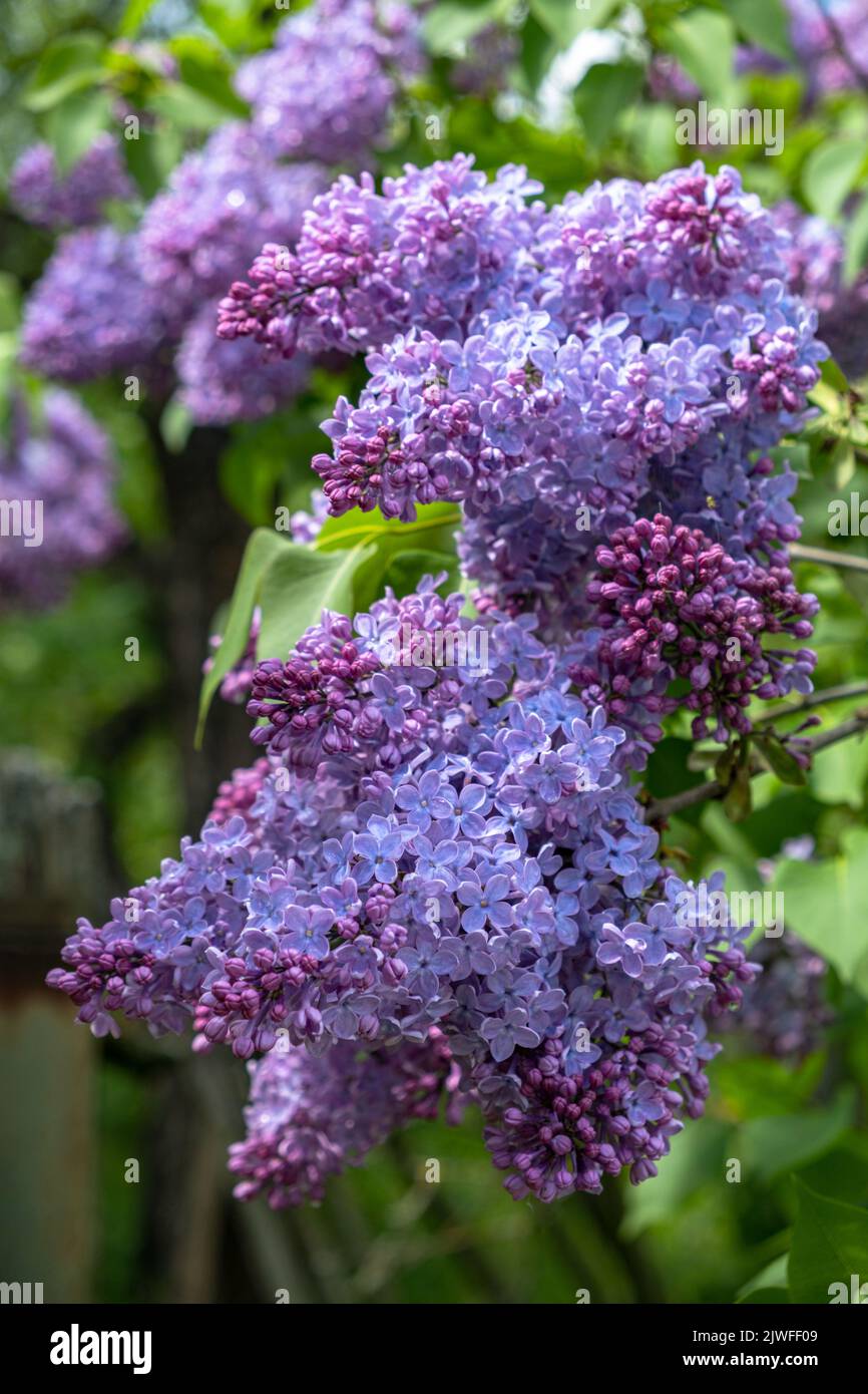 Schöne Fliederblumen verzweigen auf grünem Hintergrund Stockfoto