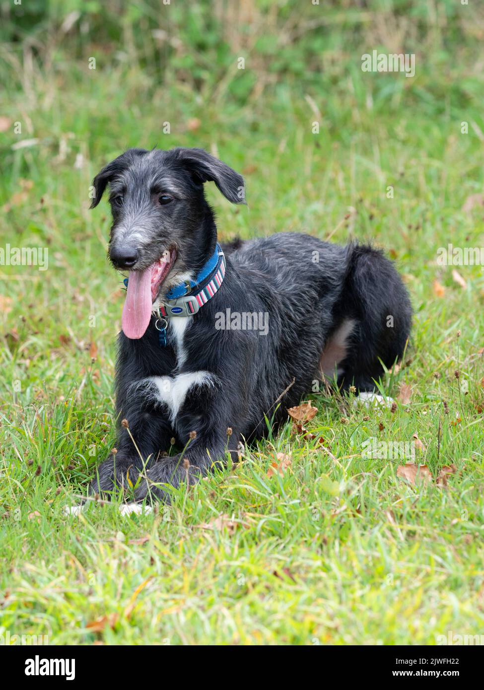 18 Wochen alter Rüde-Hund x Windhund schwarz-grauer lurcher-Welpe, der auf einem grasbewachsenen Feld ruht Stockfoto