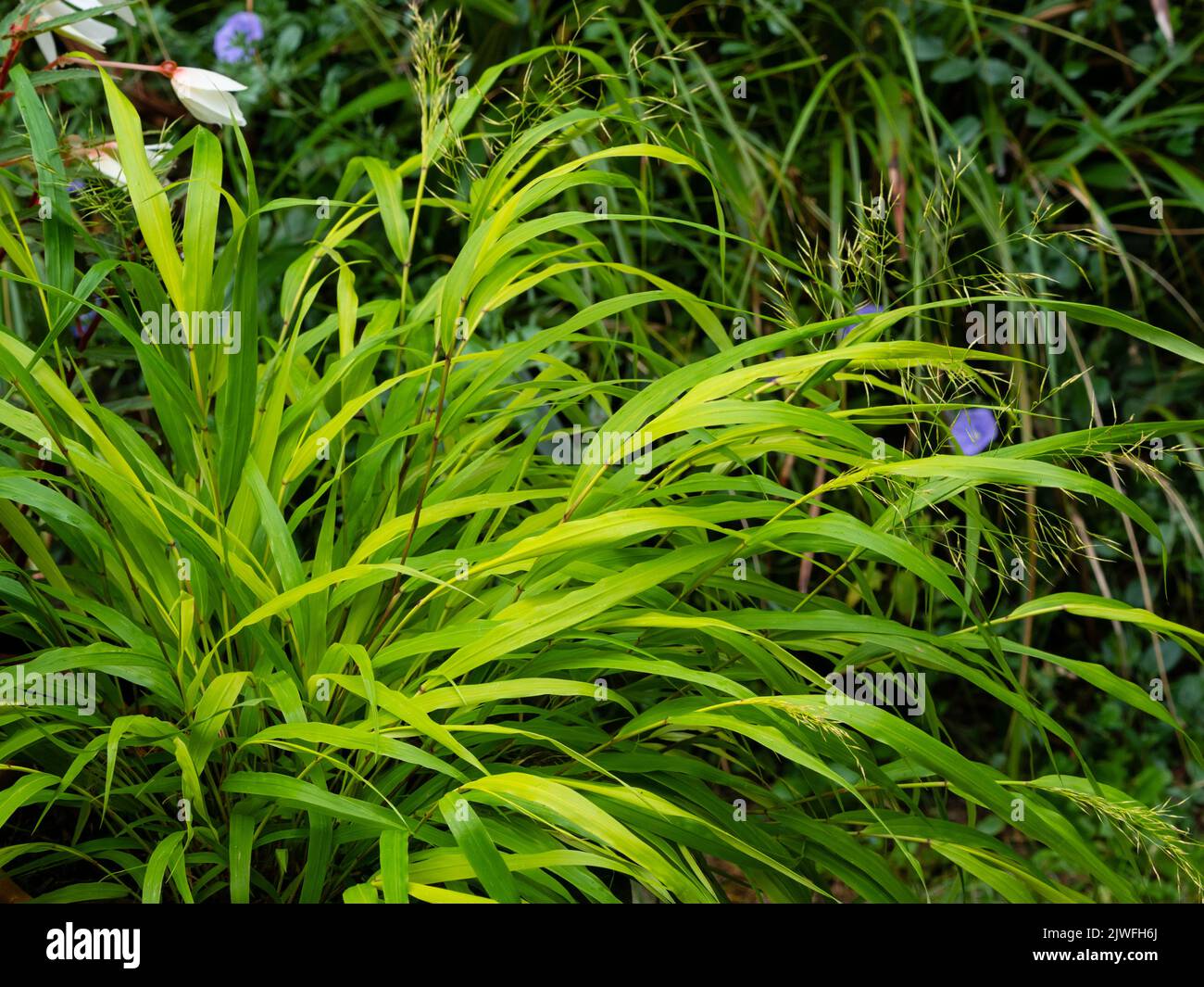 Goldfarbene Blätter des winterharten, mehrjährigen japanischen Waldgrases, Hakonechloa macra „Sunflare“ Stockfoto