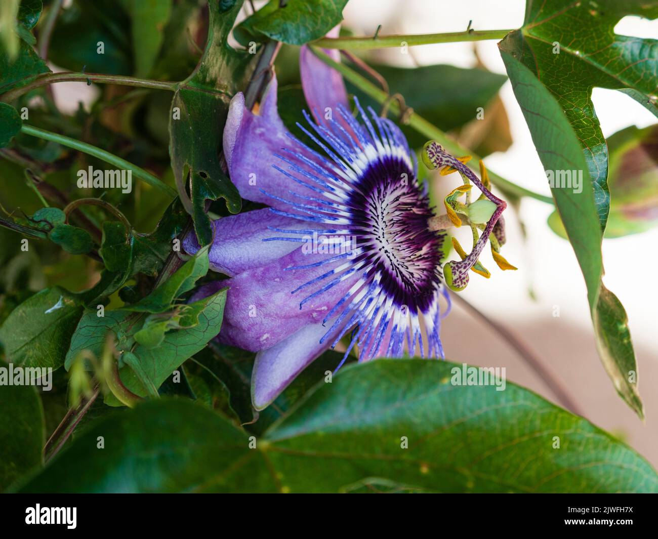 Komplizierte exotische violette und blaue Blume der halbharten Ranken-Kletterleidenschaft, Passiflora 'Betty Myles Young' Stockfoto