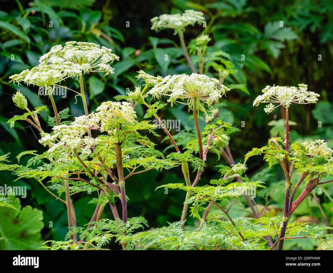 Gewölbte Dolden von sternenklaren weißen Blüten über dem farnigen Laub der winterharten Staude Selinum wallichianum Stockfoto