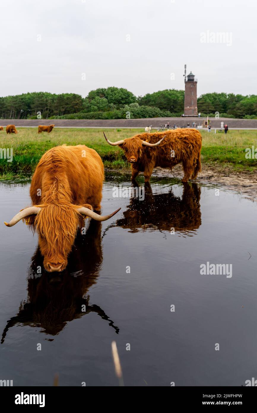 Eine vertikale Aufnahme von Hochlandkühen in der Nähe des Teiches mit grüner Wiese und einem Leuchtturm im Hintergrund Stockfoto