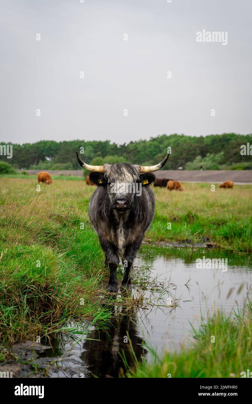 Eine vertikale Aufnahme des Hochlandrindes, das im Teich steht, mit einer grünen Wiese im Hintergrund Stockfoto