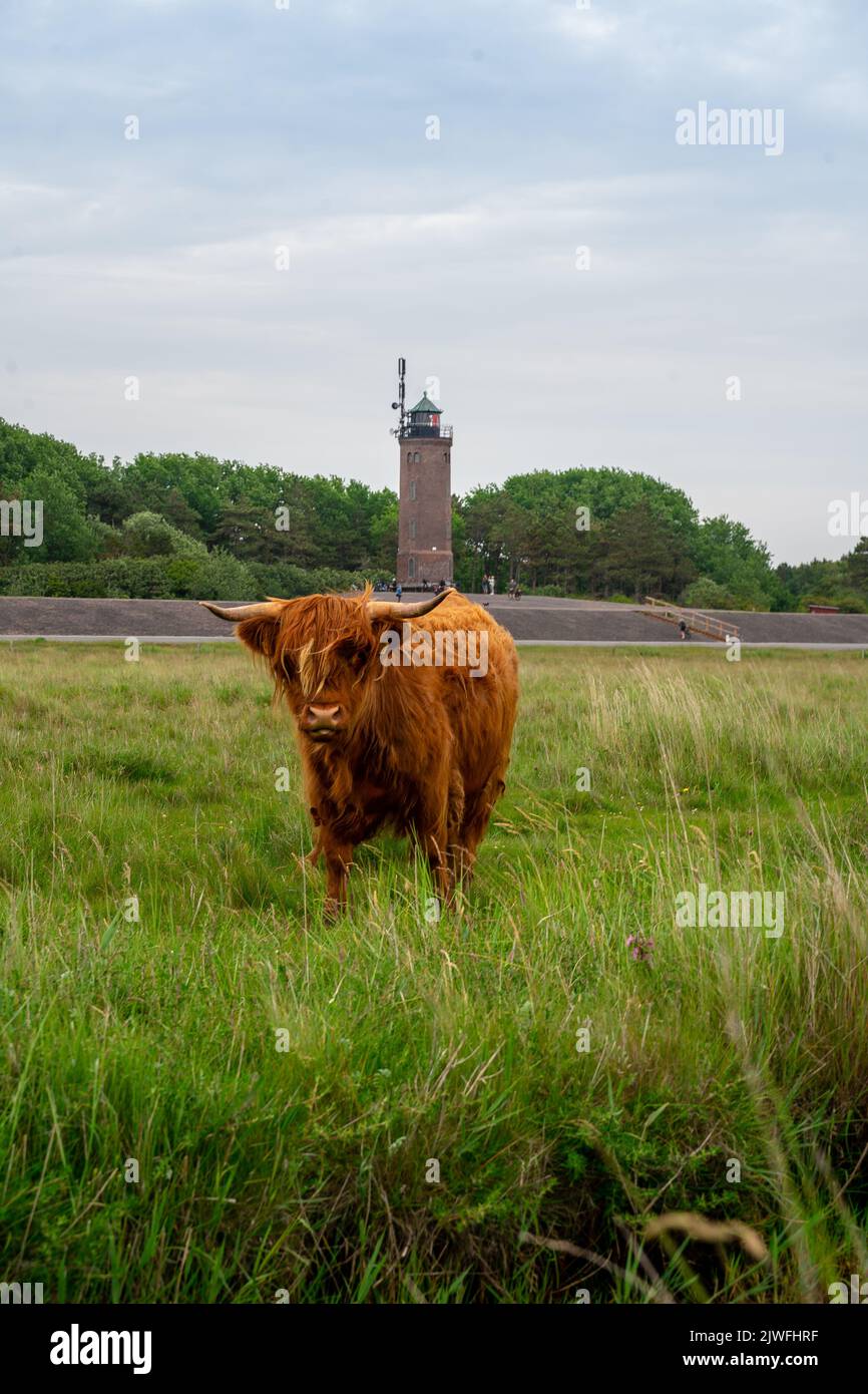 Eine vertikale Aufnahme einer Hochlandkuh, die auf dem grünen Gras steht, mit einem Leuchtturm im Hintergrund Stockfoto