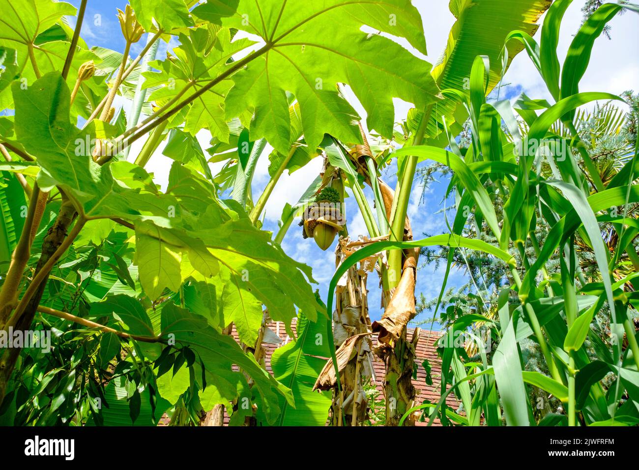 Bananenknospen, Blüten und kleine grüne Bananen reifen im heißen Sommer 2022 in Großbritannien im exotischen Garten Great Dixter, East Sussex, England. Stockfoto