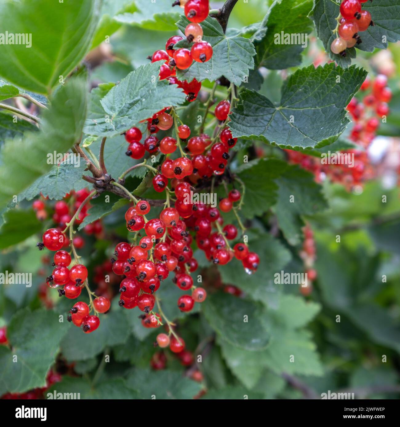 Rote Johannisbeeren. Zweig von köstlichen reifen Beeren im Garten an einem sonnigen Sommertag Stockfoto