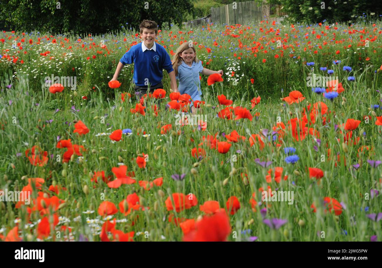EINE FARBENFROHE DARSTELLUNG WILDER BLUMEN BILDET EINE IDYLLISCHE ENGLISCHE LANDSZENE. DOCH ALS DIE 7-JÄHRIGE HANNAH MAY UND IHR BRUDER MATTHEW (11) UNTER DEN BLUMEN ZUR SCHULE GEHEN, IST AM HEISSESTEN TAG DES JAHRES BISHER NICHT ALLES SO, WIE ES SCHEINT. DIE BLUMEN WURDEN AUF EINEM WOHNGEBIET IN LINDEN LEA, PORTCHESTER BEI PORTSMOUTH HANTS UND NICHT MITTEN AUF DEM LAND GEPFLANZT. BILDER VON MIKE WALKER, MIKE WALKER, 2013 Stockfoto