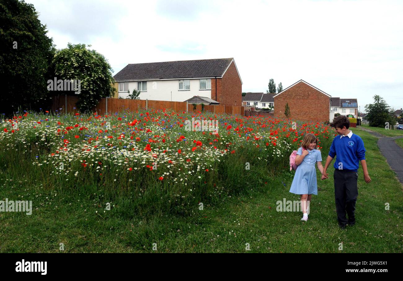 EINE FARBENFROHE DARSTELLUNG WILDER BLUMEN BILDET EINE IDYLLISCHE ENGLISCHE LANDSZENE. DOCH ALS DIE 7-JÄHRIGE HANNAH MAY UND IHR BRUDER MATTHEW (11) UNTER DEN BLUMEN ZUR SCHULE GEHEN, IST AM HEISSESTEN TAG DES JAHRES BISHER NICHT ALLES SO, WIE ES SCHEINT. DIE BLUMEN WURDEN AUF EINEM WOHNGEBIET IN LINDEN LEA, PORTCHESTER BEI PORTSMOUTH HANTS UND NICHT MITTEN AUF DEM LAND GEPFLANZT. BILDER VON MIKE WALKER, MIKE WALKER, 2013 Stockfoto