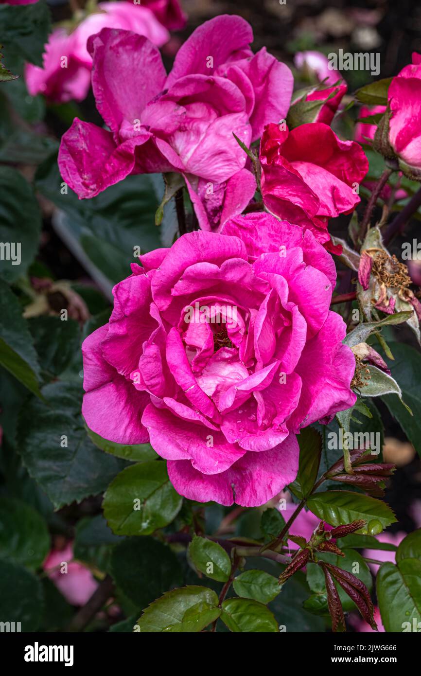 Blumen der Strauchrose ‘Party Hardy’ Stockfoto