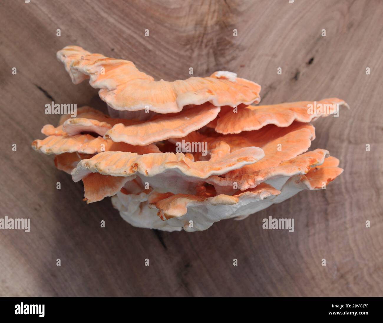 Ein Seitenblick auf ein frisches Huhn des Waldes Pilz Stockfoto