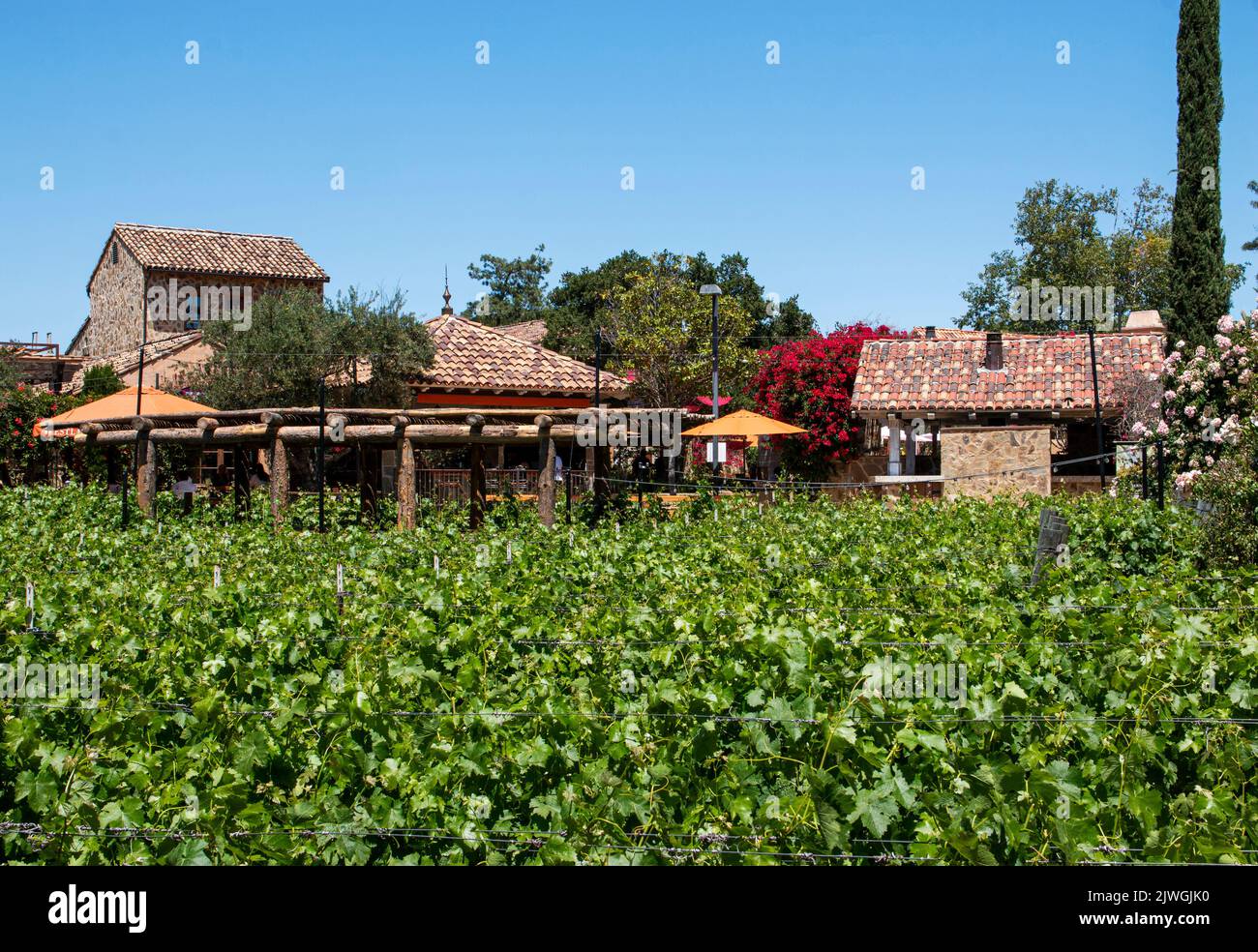 Blick auf den Weinberg im West Lake Village Inn in Kalifornien, USA. Stockfoto