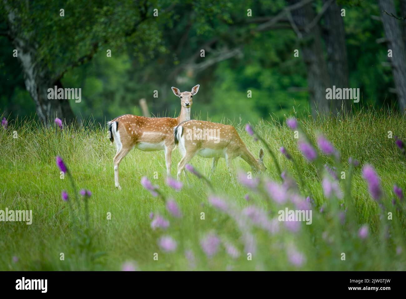 Ein majestätischer Hirsch in einem grünen Feld mit schönen Blumen Stockfoto