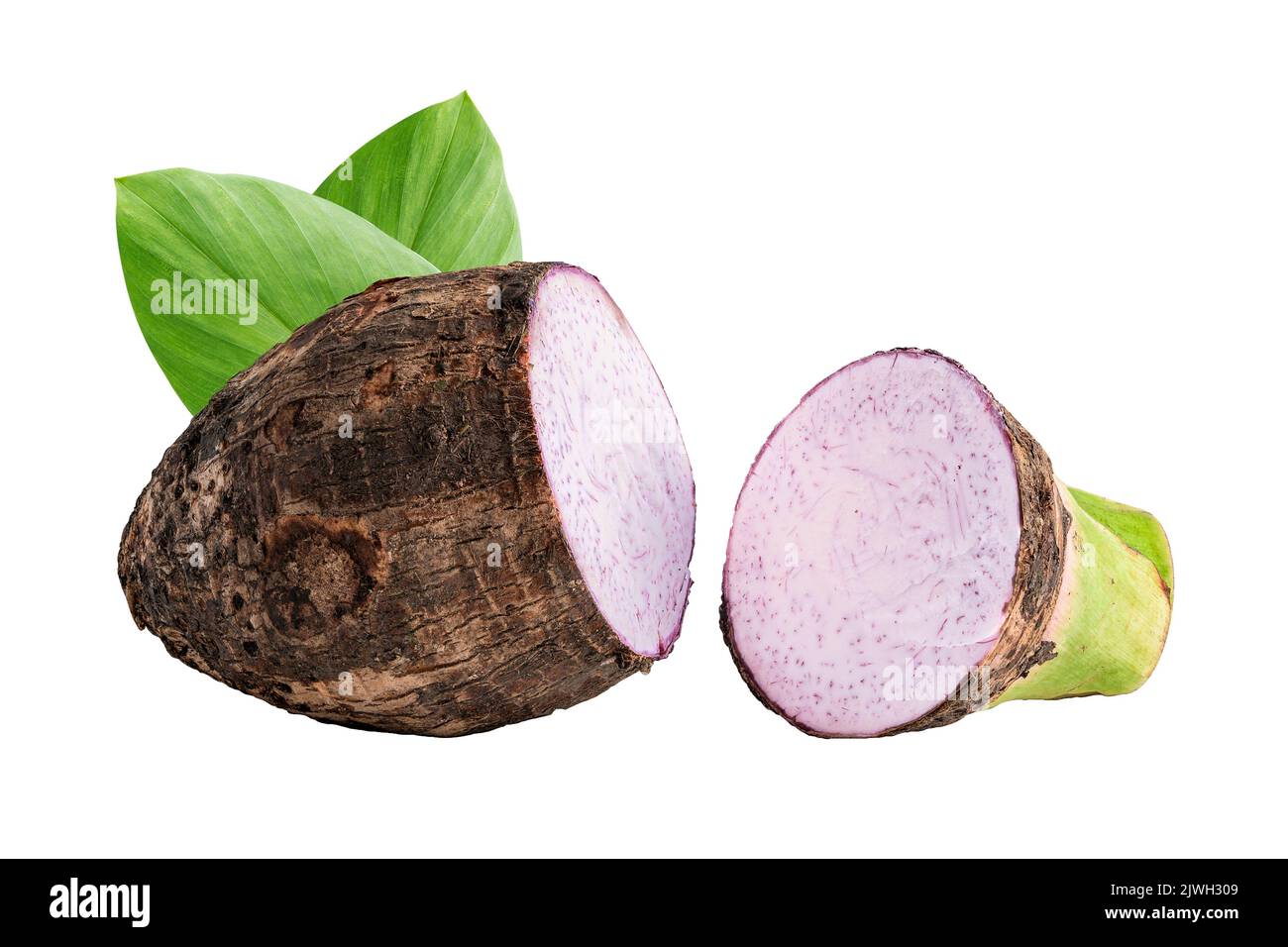 Taro-Wurzel und -Scheibe mit isoliertem Blatt auf weißem Hintergrund. Stockfoto