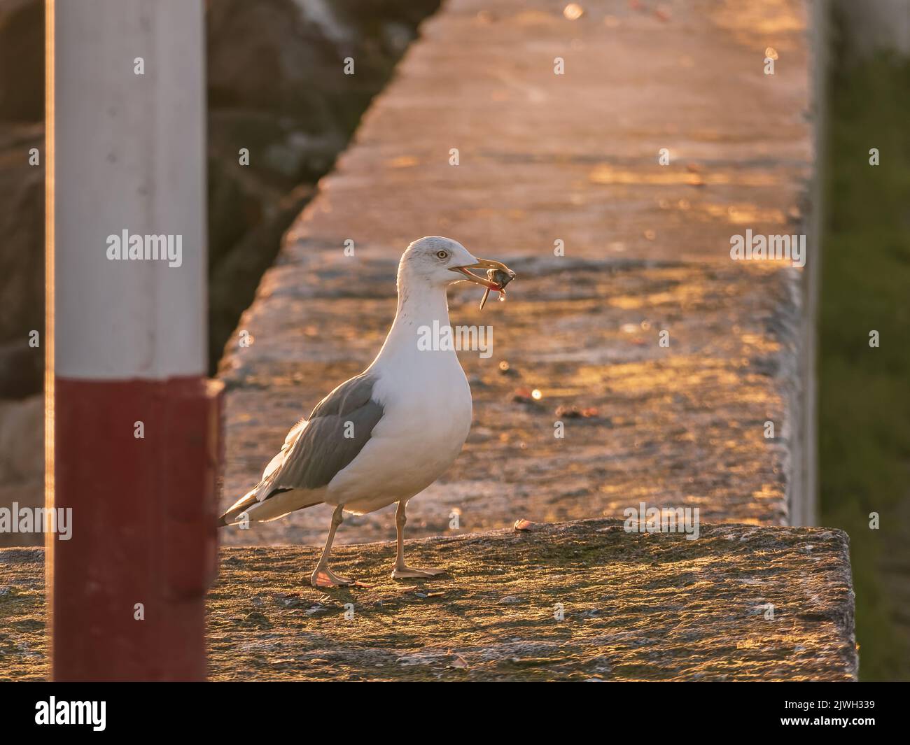 Die Möwe, die eine Muschel mit ihrem Schnabel hält, schnappte sich gerade zum Essen am Pier bei Sonnenuntergang Stockfoto