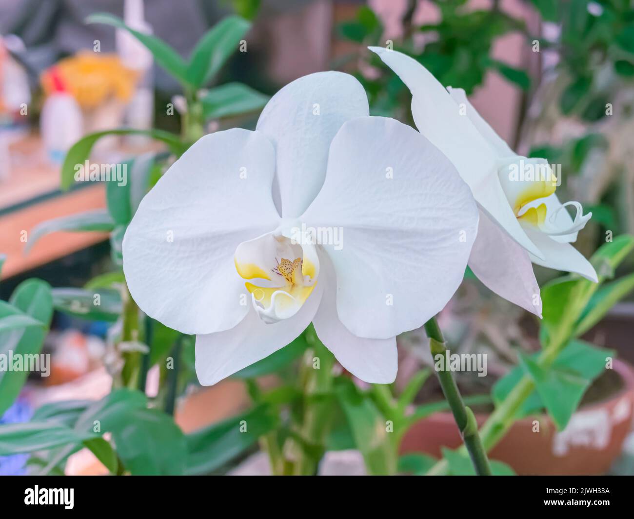 Nahaufnahme einer weißen und gelben Orchideenblume in einem Gewächshaus Stockfoto