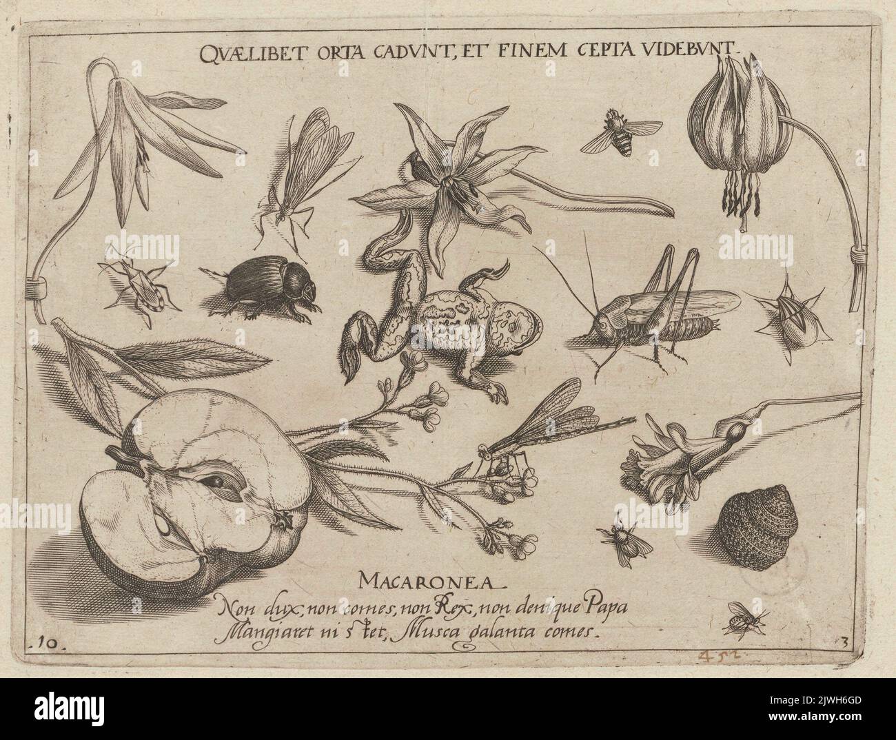 Untersuchungen von Pflanzen (z.B. Lilie in drei Darstellungen - Lebensstadien), Insekten (z.B. Heuschrecke), einer Schale und einem Frosch, der auf dem Rücken liegt; Diagramm 10 aus Teil III des Zyklus. Hoefnagel, Jacob (1575-ca 1630), Grafiker, Hoefnagel, Joris (1542-1601), Zeichner, Karikaturist Stockfoto