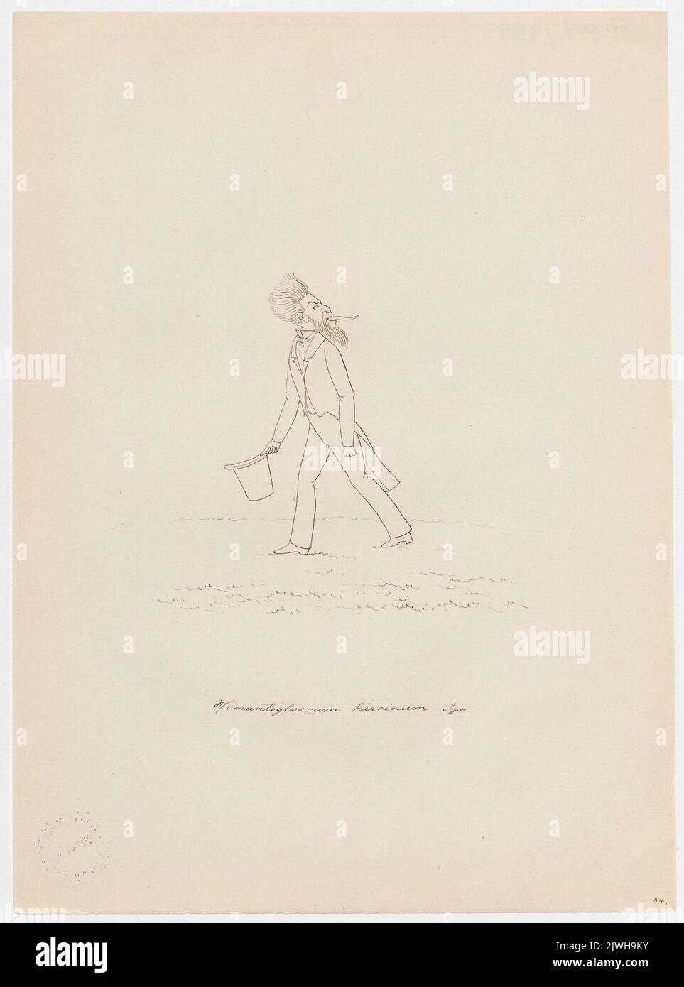 „Himantoglossum hircinum“. Winkler, Karl Gustav Adolf (1810-1893), Zeichner, Karikaturist Stockfoto