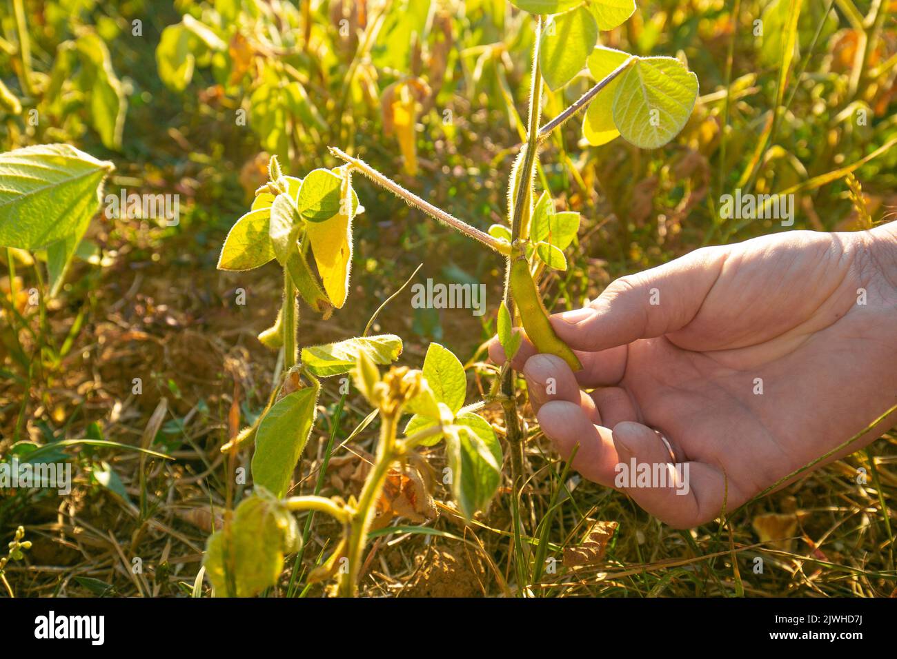 Sojabohnen-Ernte.Pods von reifen Sojabohnen in einer weiblichen Hand.Feld von reifen Sojabohnen.der Landwirt überprüft die Sojabohnen auf Reife.Landwirt in Sojabohnen-Feld Stockfoto