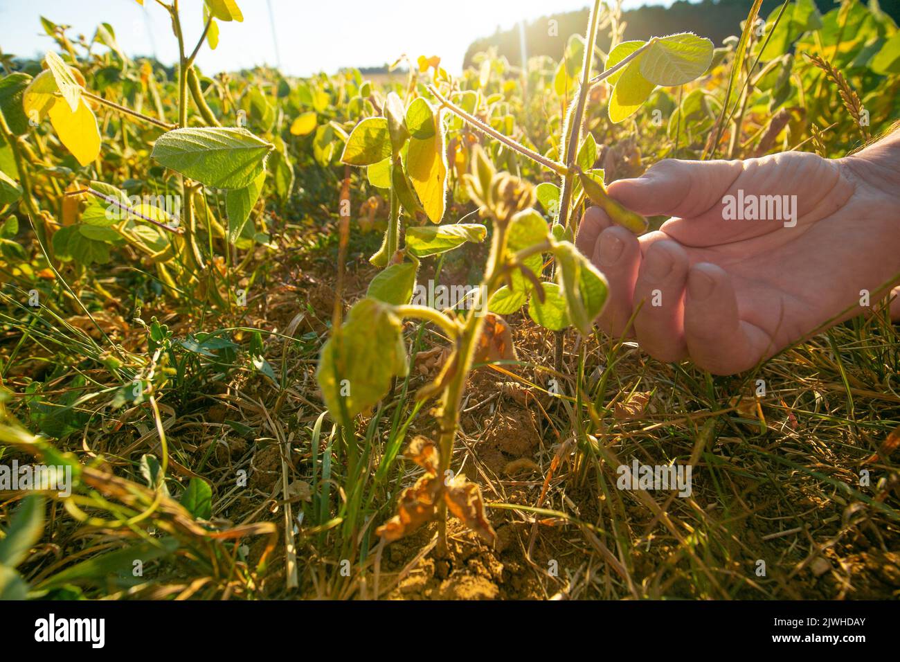 Sojabohnen-Ernte.Hände Inspektion einer Sojabohnenschote.Pods von reifen Sojabohnen in einer weiblichen Hand.Feld von reifen Sojabohnen.der Landwirt überprüft die Sojabohnen auf Reife Stockfoto