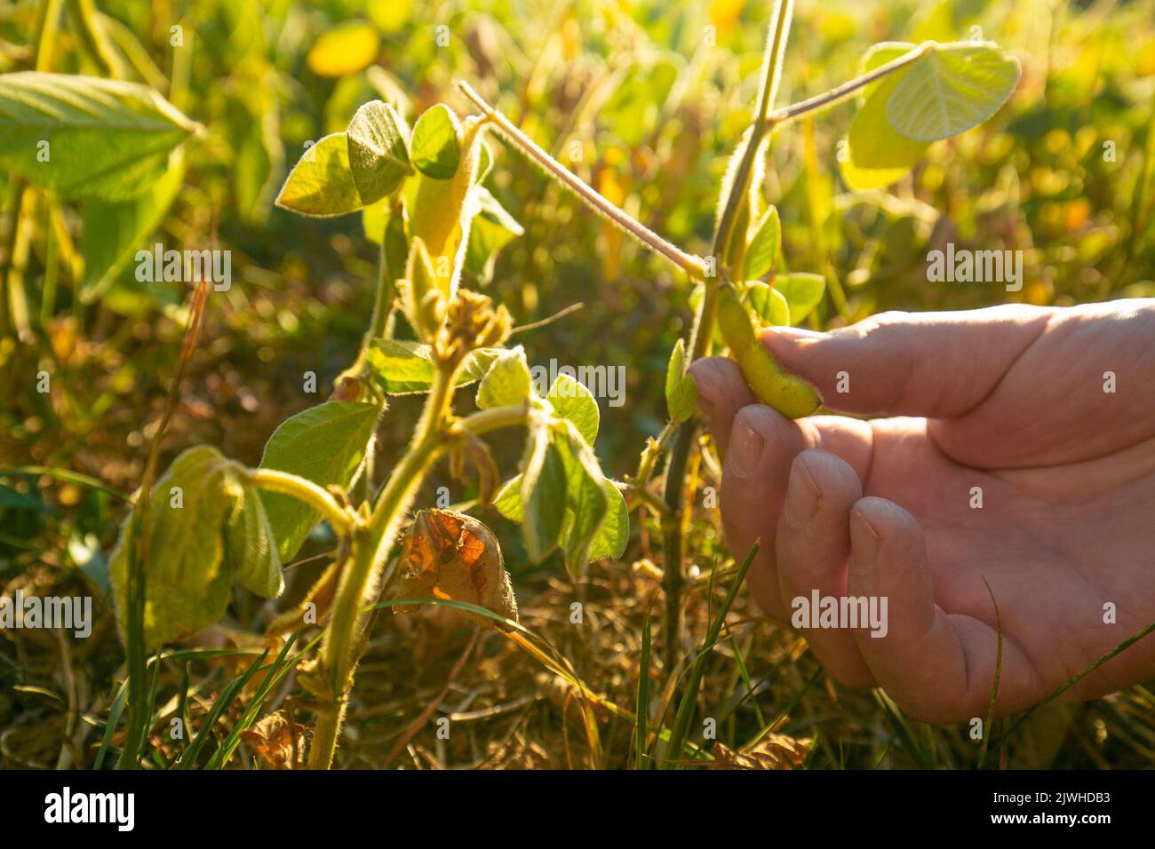 Sojabohnen-Ernte.Hände Inspektion einer Sojabohnenschote.Pods von reifen Sojabohnen in einer weiblichen Hand.Feld von reifen Sojabohnen.der Landwirt überprüft die Sojabohnen auf Reife Stockfoto