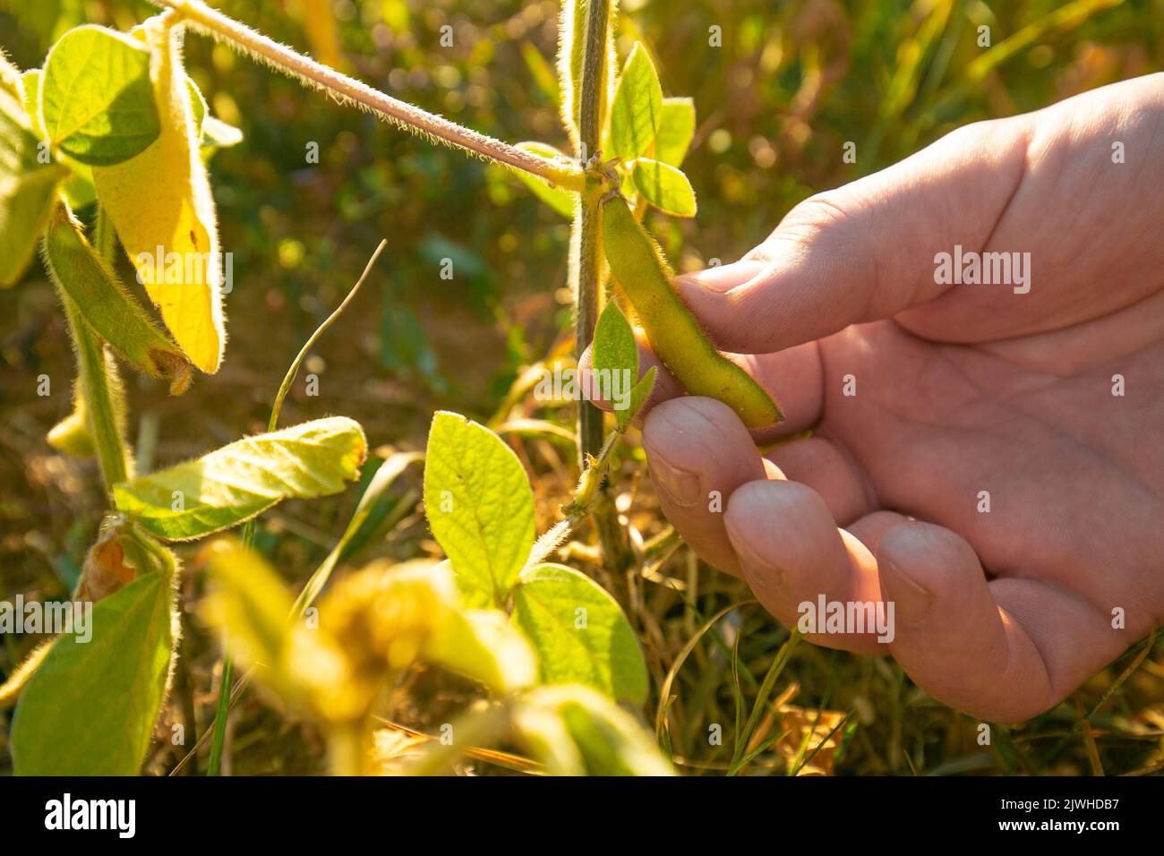 Hülsen von reifen Sojabohnen in einer weiblichen Hand.Feld von reifen Sojabohnen.der Landwirt überprüft die Sojabohnen auf Reife.Landwirt in Sojabohnenfeld Stockfoto