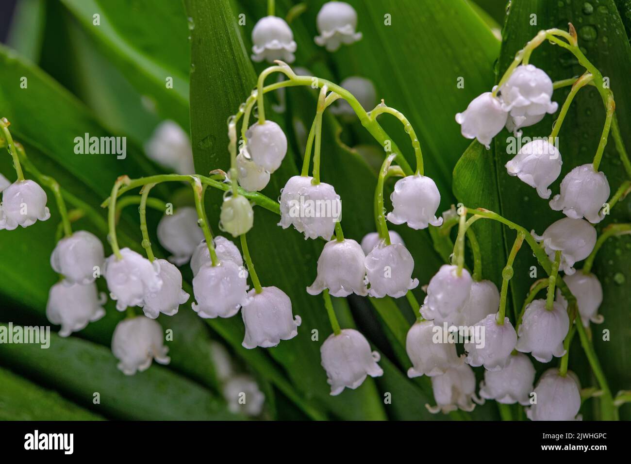 Floraler Hintergrund. Blumen und Blätter von Lilien des Tales Stockfoto