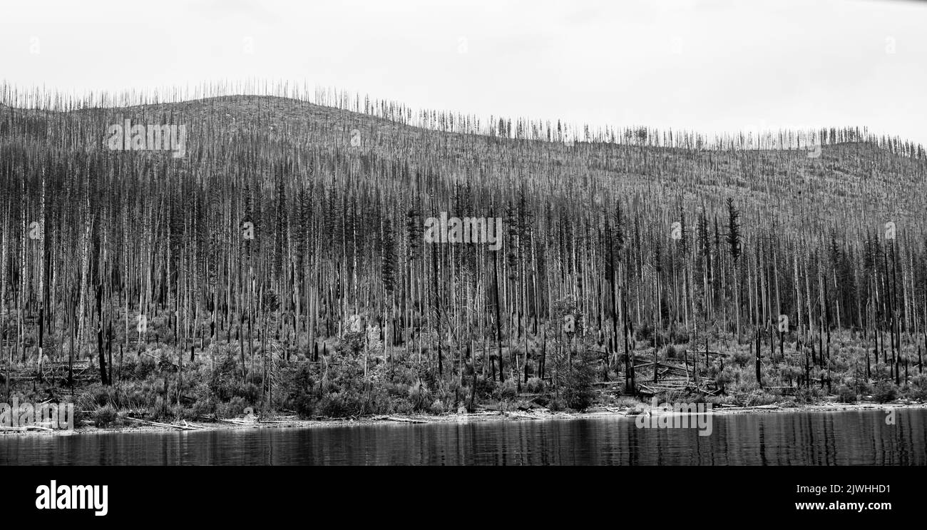 Nachwachsen von Nadelwäldern entlang des Lake McDonald-Ufers des Glacier National Park nach einem Waldbrand. Stockfoto