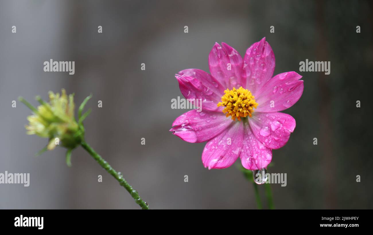 Sri Lanka Purple Ata Pethiya Blume Stockfoto