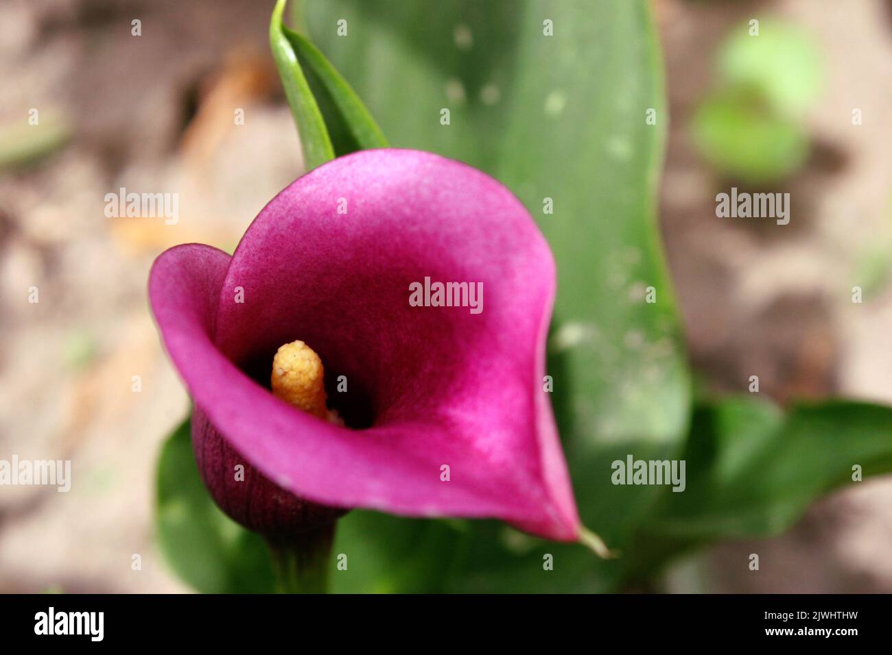 Dunkelrosa Blume von Sekhukhune golden arum (Zantedeschia pentlandii) aus der Nähe Stockfoto