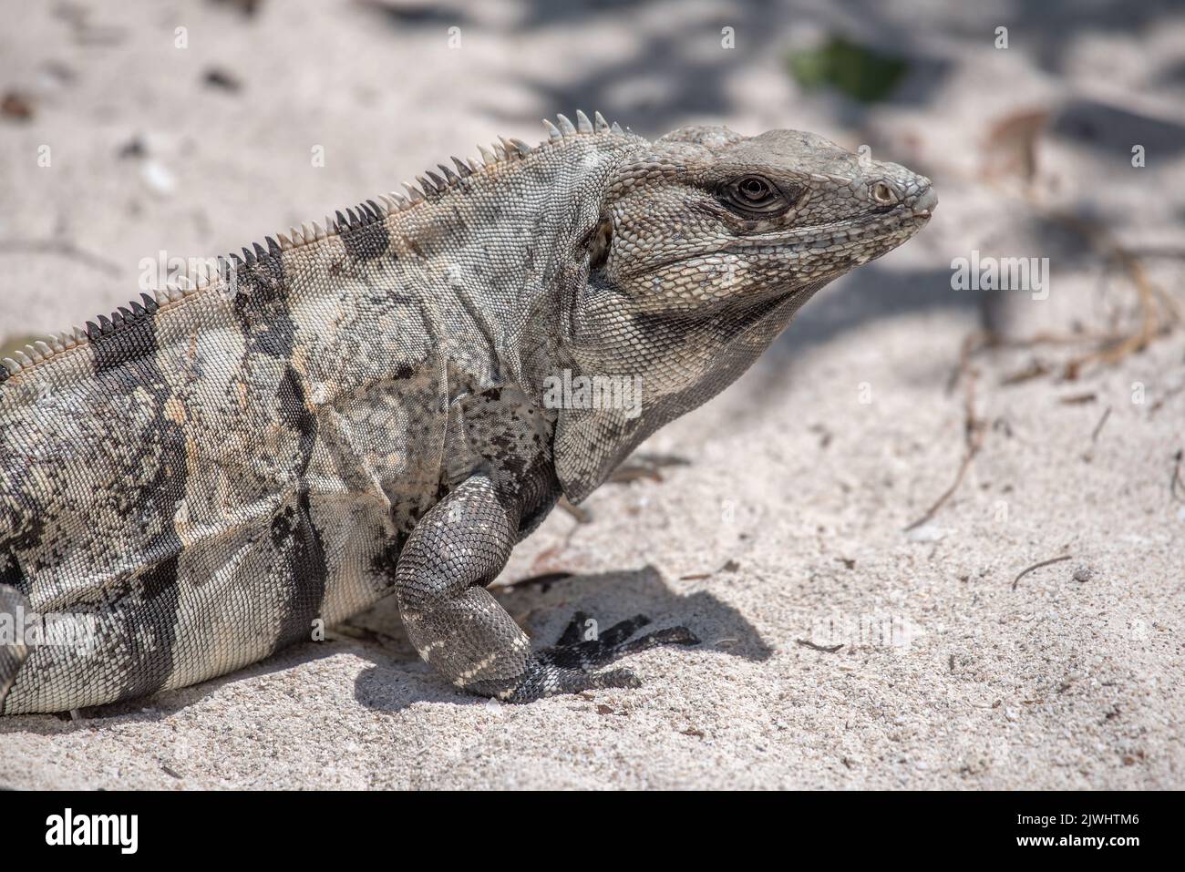 Mexikanischer Leguan, der auf einem Felsen in Tulum, Mexiko, ruht Stockfoto