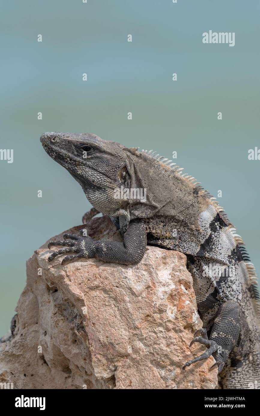 Mexikanischer Leguan, der auf einem Felsen in Tulum, Mexiko, ruht Stockfoto