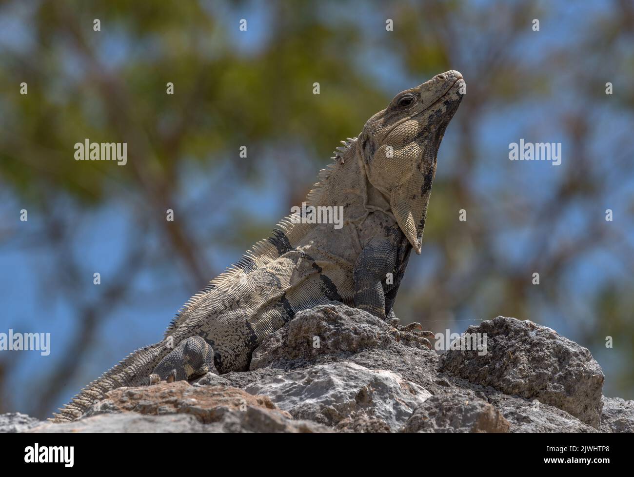 Mexikanischer Leguan, der auf einem Felsen in Tulum, Mexiko, ruht Stockfoto