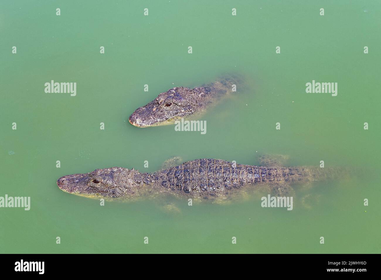 XUANCHENG, CHINA - 26. AUGUST 2022 - künstlich gezüchtete chinesische Alligatoren leben in einer simulierten natürlichen Umgebung bei der chinesischen Alligatorenzucht an Stockfoto