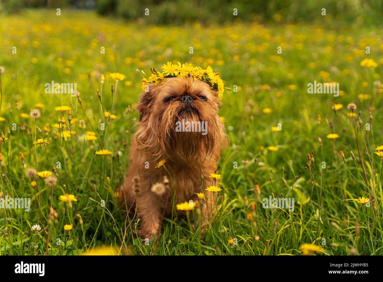 Red Dog Breed Brussels Griffon auf grünem Gras, Kranz auf dem Kopf. Hochwertige Fotos Stockfoto