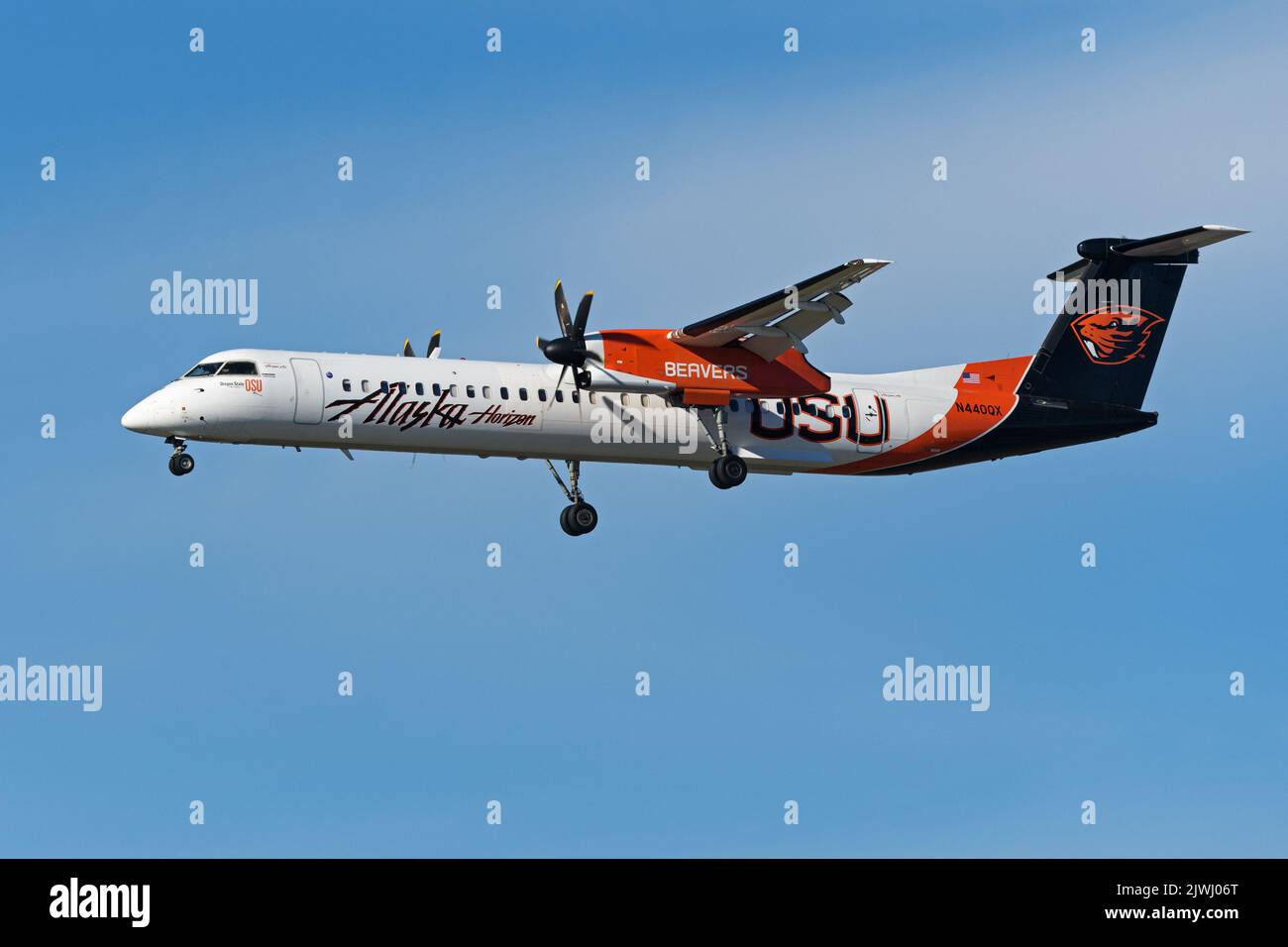 Richmond, British Columbia, Kanada. 29. August 2022. Ein Alaska Horizon (Horizon Air) De Havilland Canada Dash 8-400 Turbo-Prop-Passagierflugzeug (N440QX), lackiert in der Lackierung der Oregon State Beavers, in der Luft bei der endgültigen Landung auf dem Vancouver International Airport. (Bild: © Bayne Stanley/ZUMA Press Wire) Stockfoto