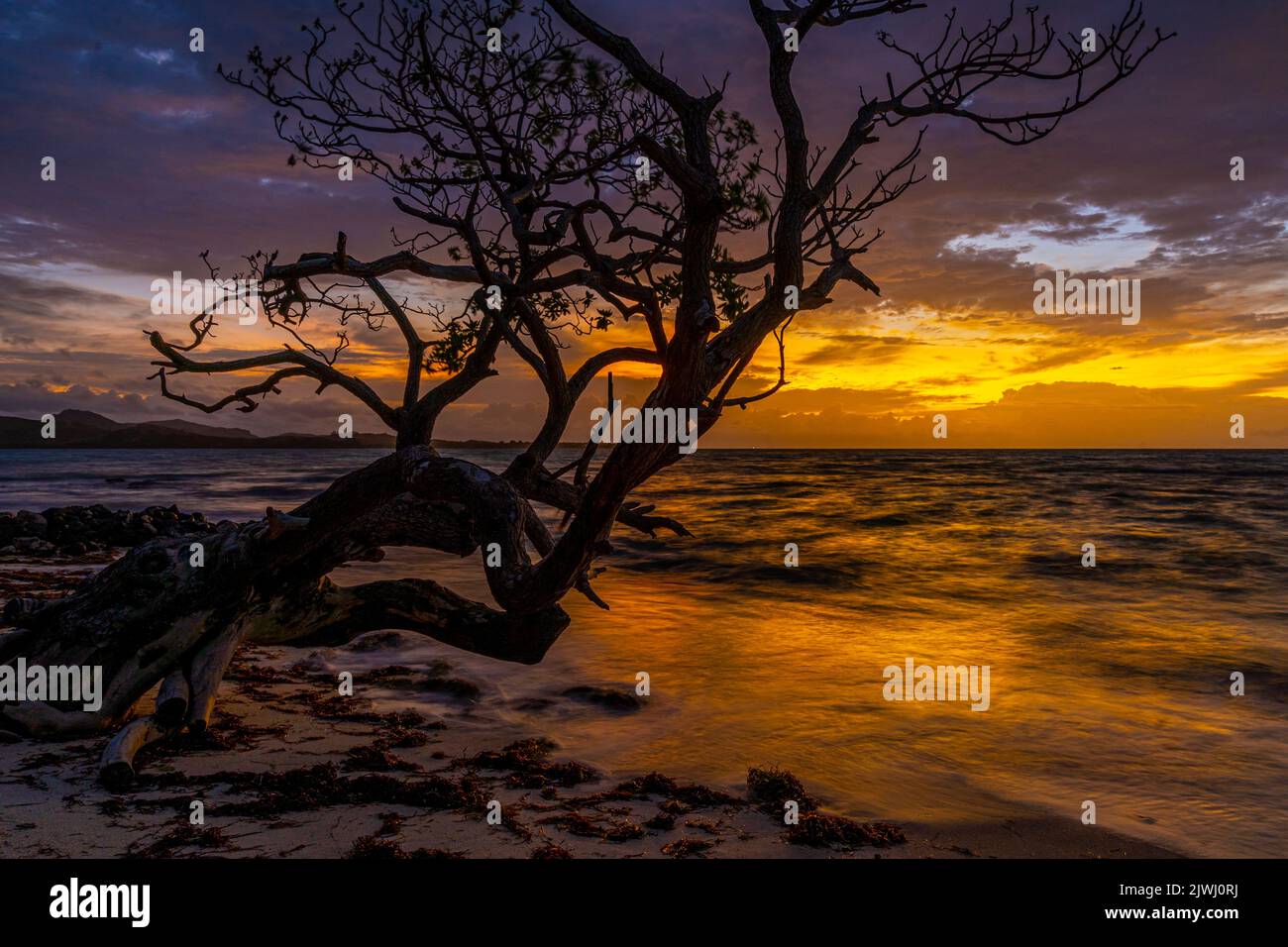 Einsamer Baum, der aufgrund von Erosion isoliert am Strand zurückgelassen wurde, Nanuya Lai Lai Island, Yasaw Islands, Fiji Stockfoto