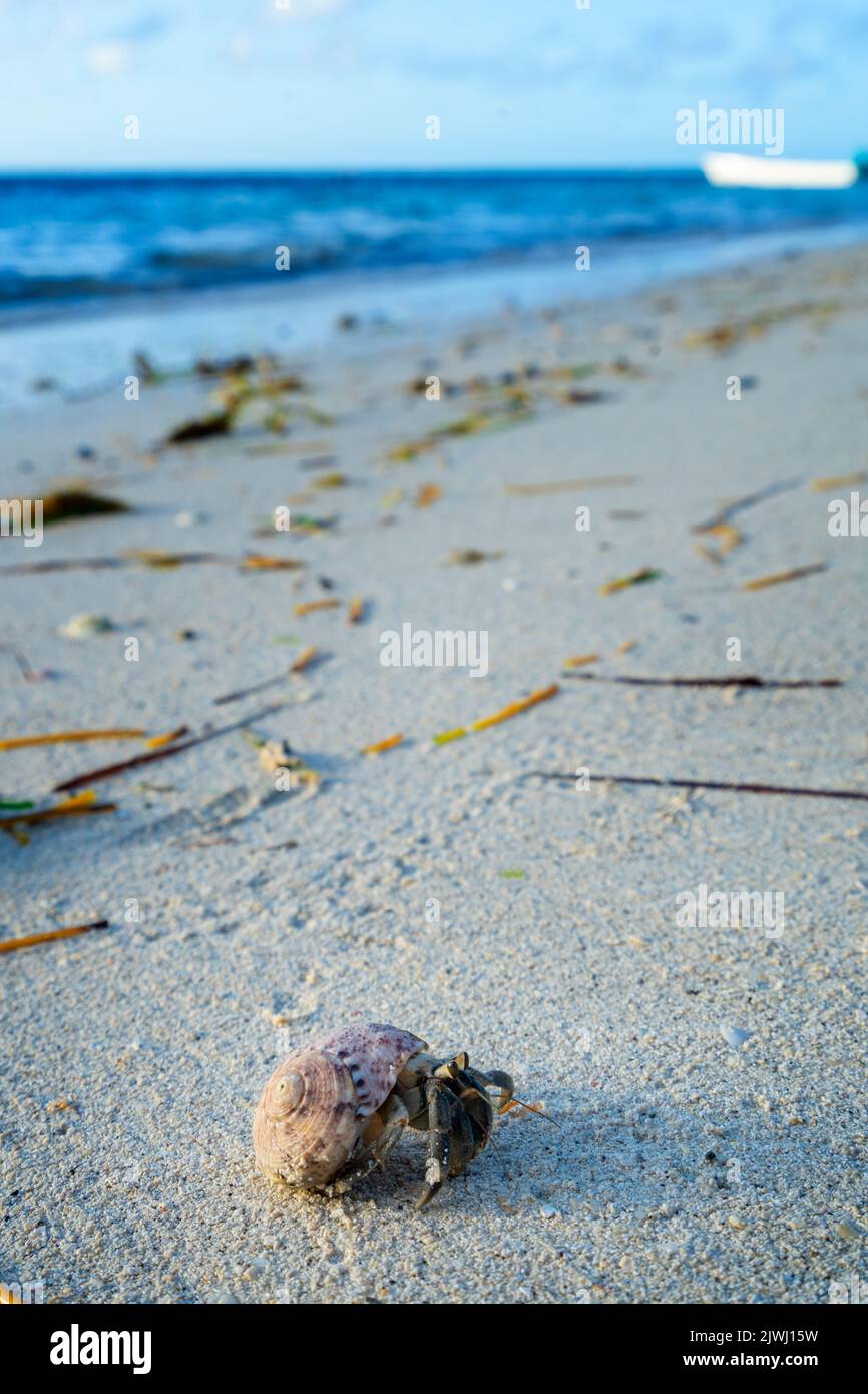 Einsiedlerkrebs, der über den weißen Sandstrand, die Yasawa-Inseln und Fidschi krabbelt Stockfoto