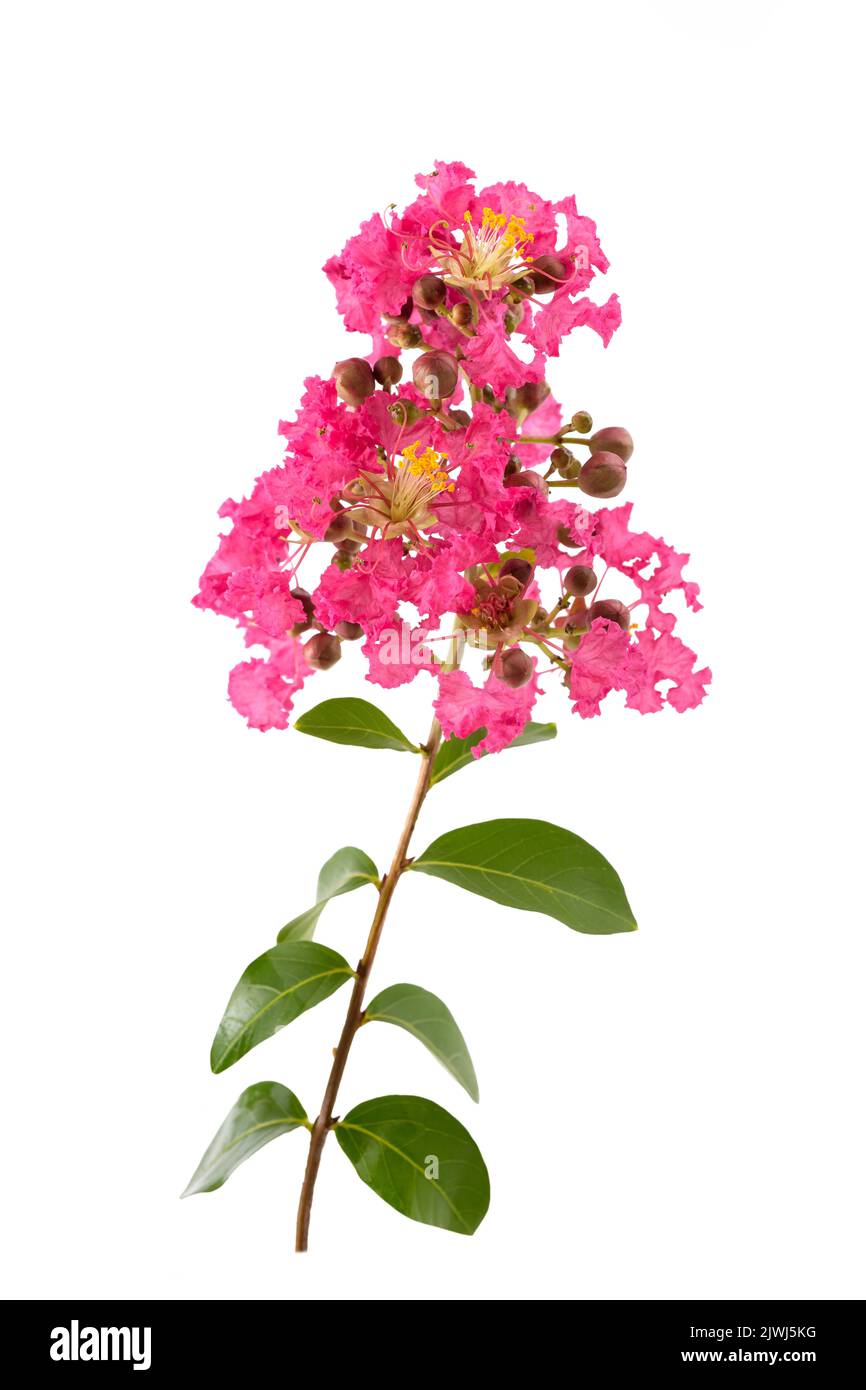 Krabbenmyrtenblumen isoliert auf weißem Hintergrund Stockfoto