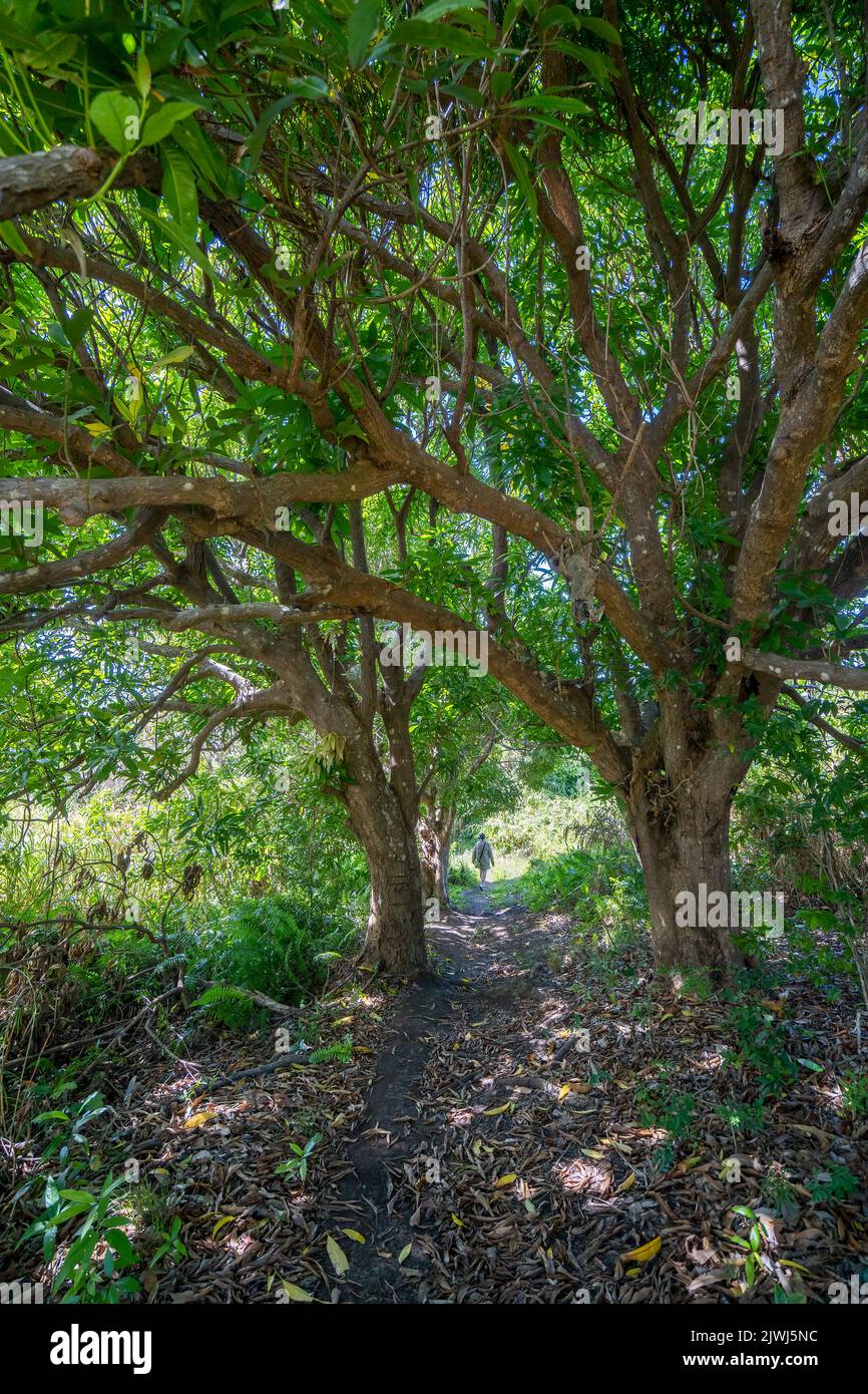 Einzelperson auf Wanderwegen durch Mangobaumwäldern, Nanuya Lailai Island, Yasawa Island, Fidschi Stockfoto