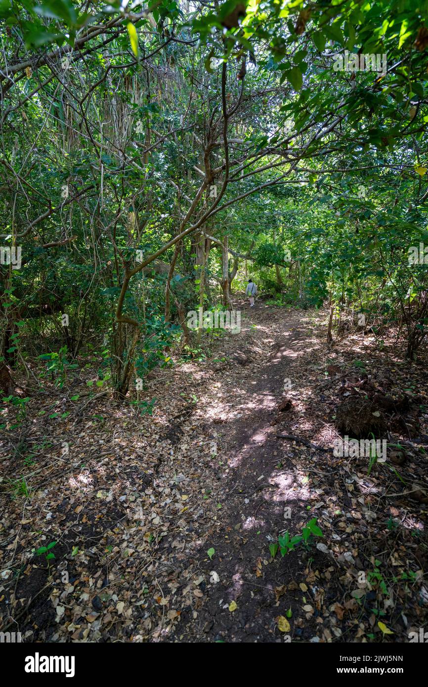 Einzelperson auf Wanderwegen durch Palmenhain, Nanuya Lailai Island, Yasawa Island, Fidschi Stockfoto