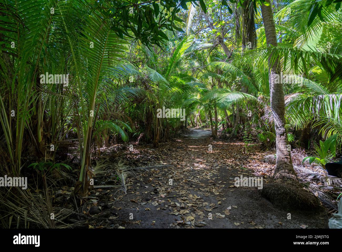 Wanderweg durch einen Hain mit Kokospalmen, die Nanuya Lailai Insel, die Yasawa Inseln, Fidschi Stockfoto