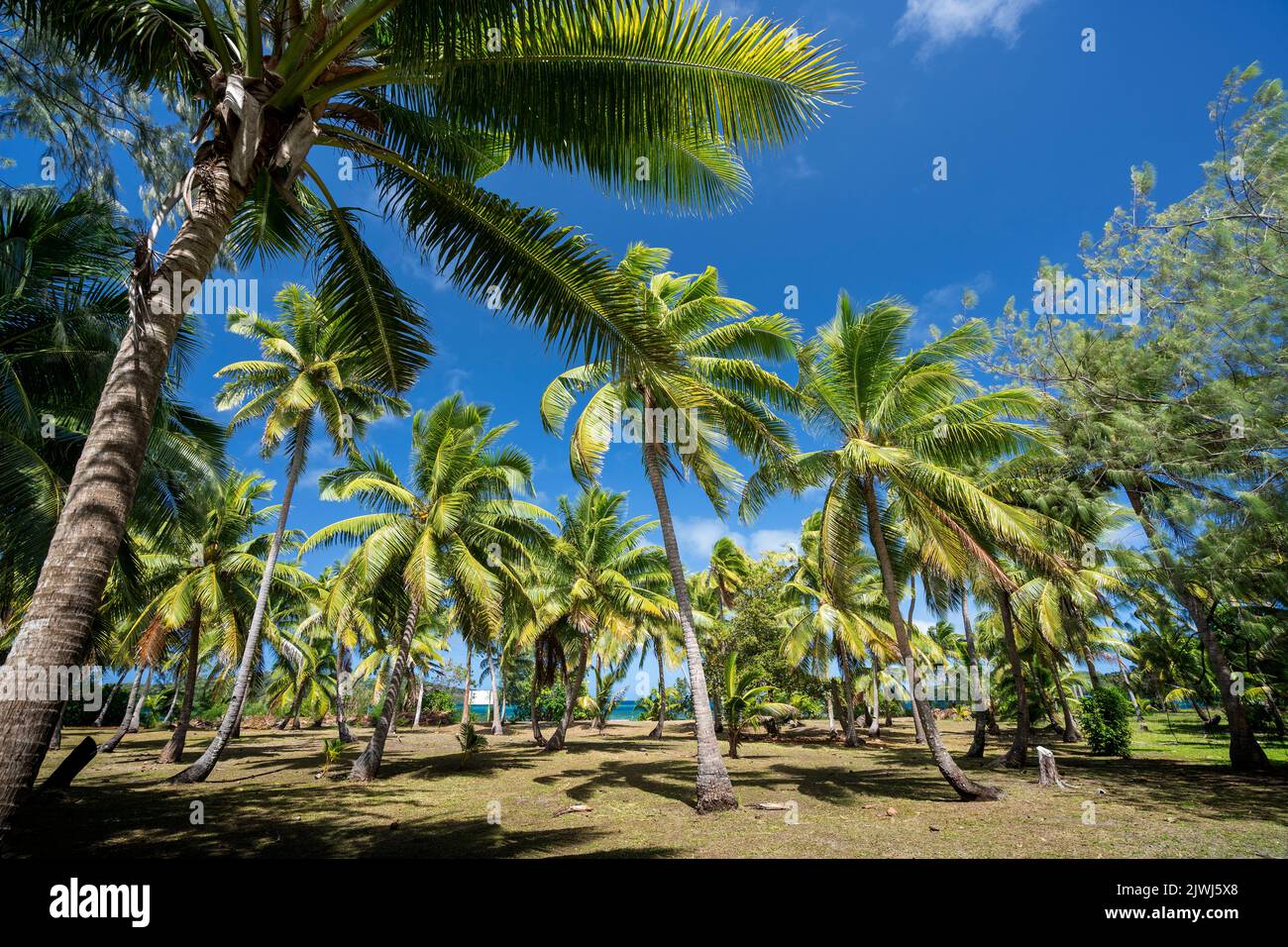 Kokospalmenplantage mit blauem Himmel, Yasawa-Inseln, Fidschi Stockfoto