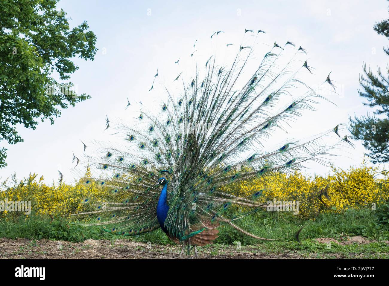 Pfau mit gespreiteten Federn Stockfoto